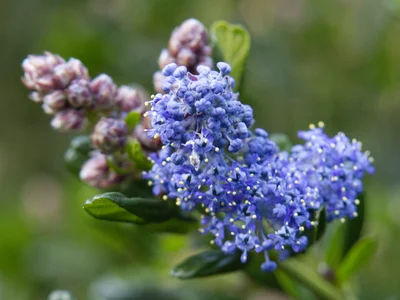 California Lilac